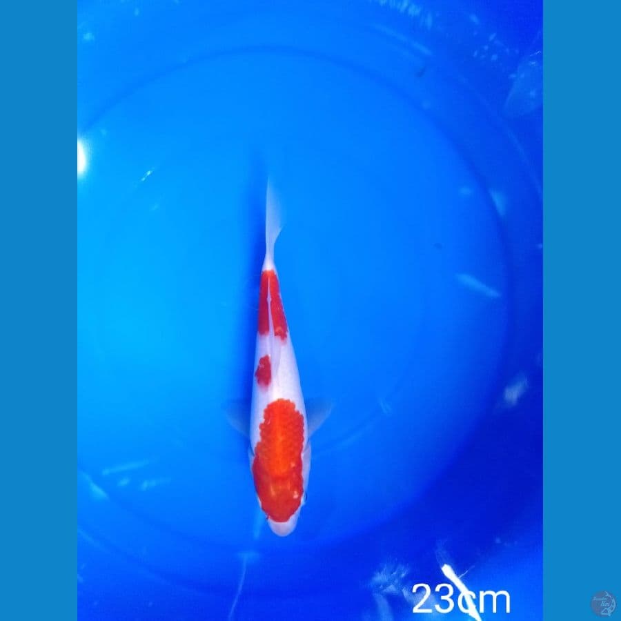 kohaku 23cm