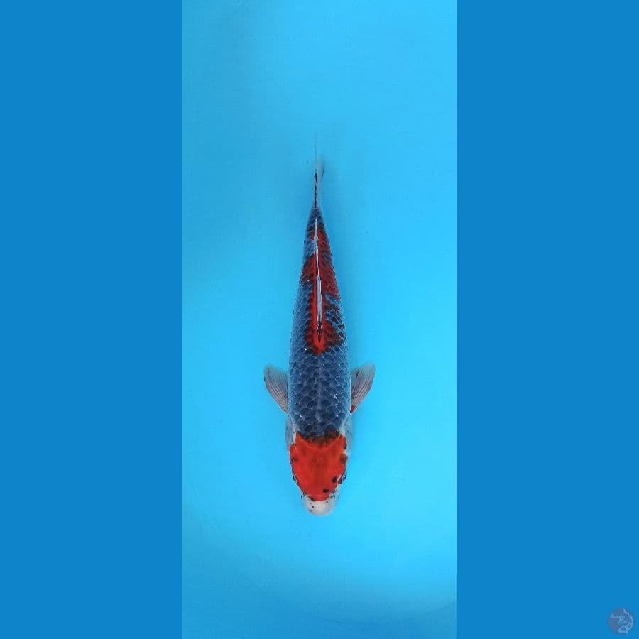 Harmoni - Maruten goshiki 37cm