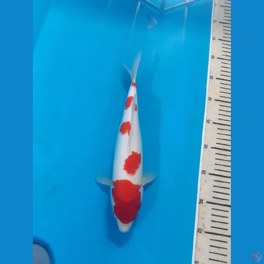 kohaku