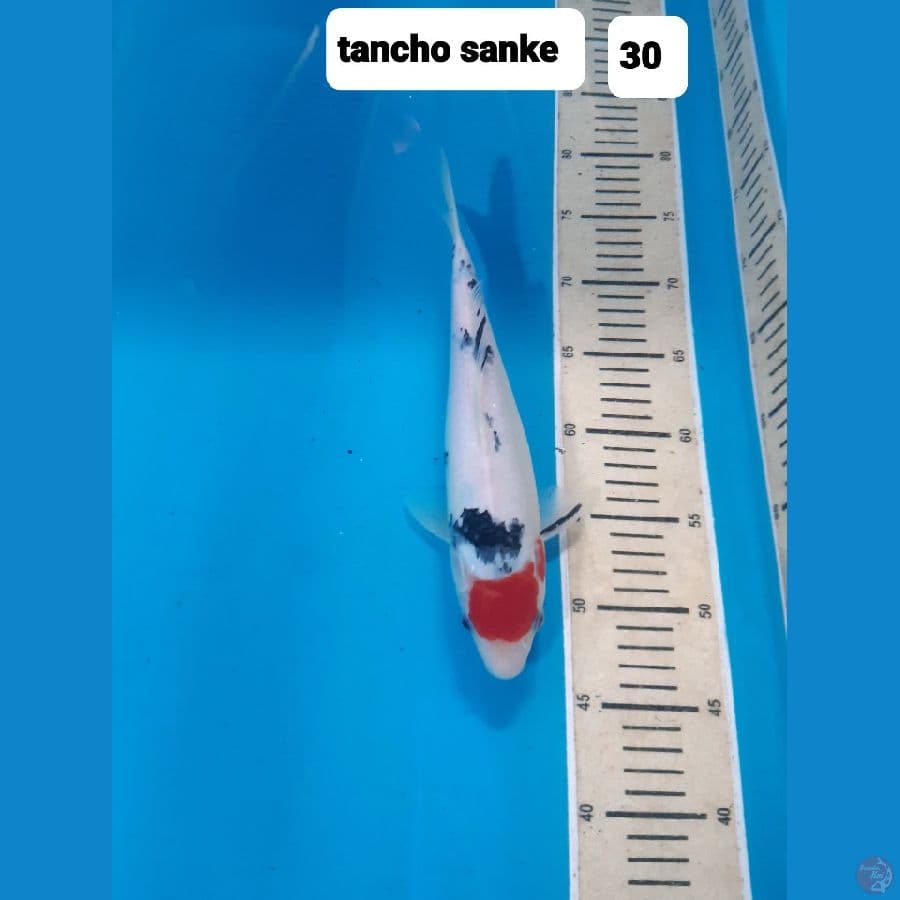 tancho sanke