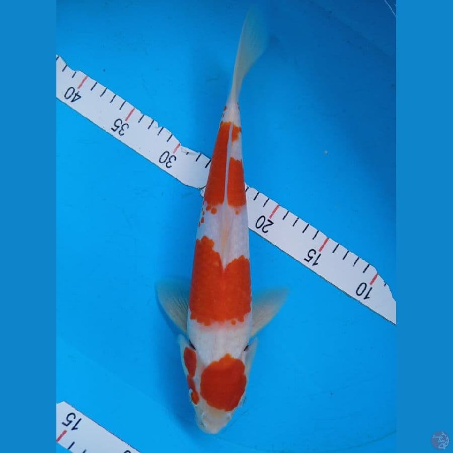 Kohaku Red Strong , 33 cm