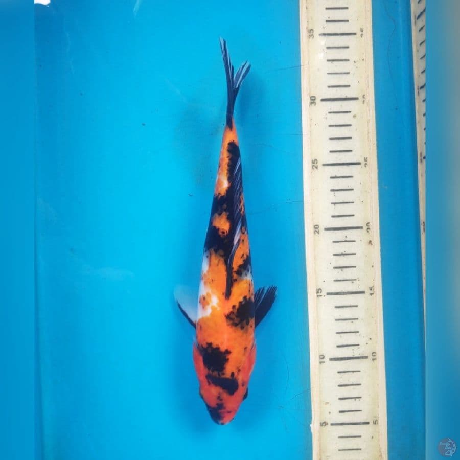 SHOWA 26CM