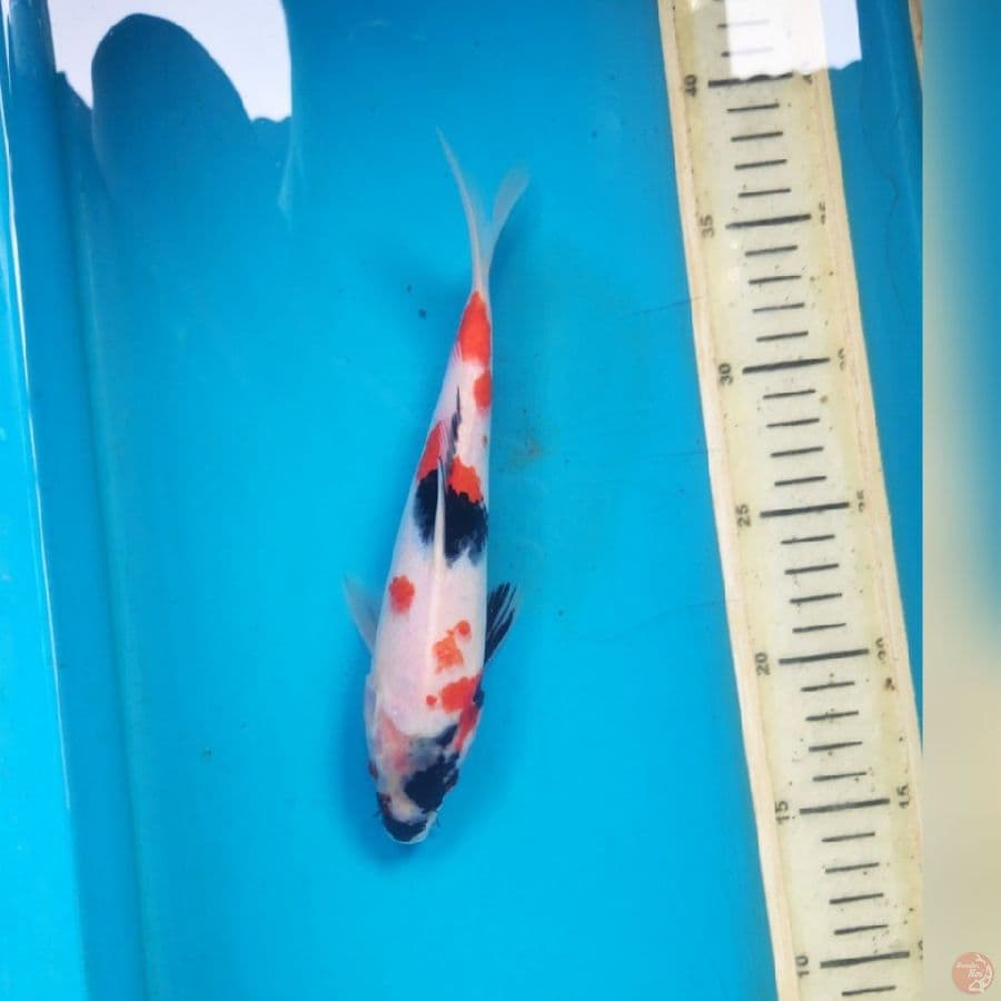 SHOWA 23CM