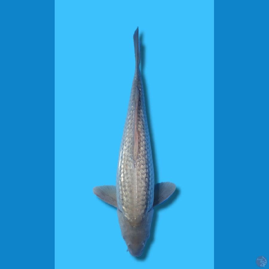 SORGIN 40CM BERPUNUK BODY JUMBO JANTAN
