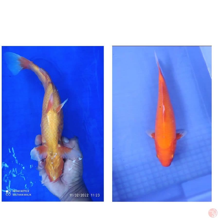 aka hajiro 30 cm tembus