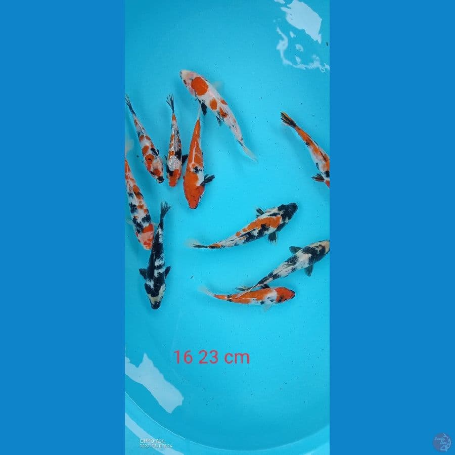 paket showa shiro 10 ekor 16 23 cm