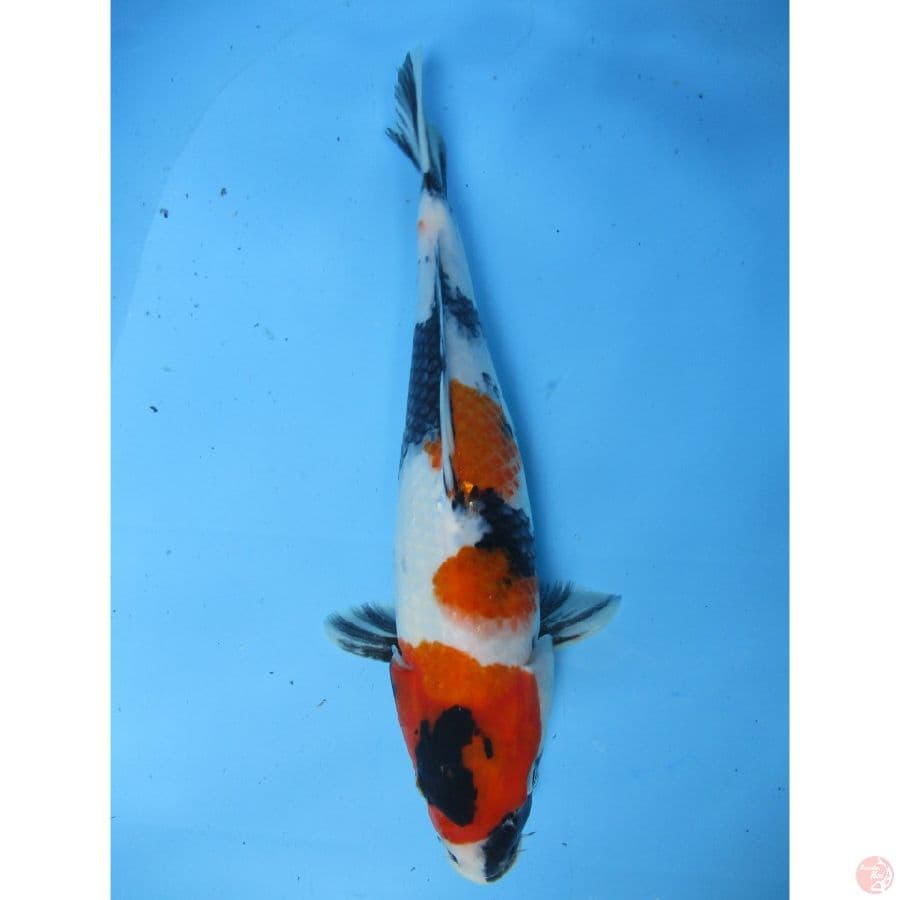sansoku30cm