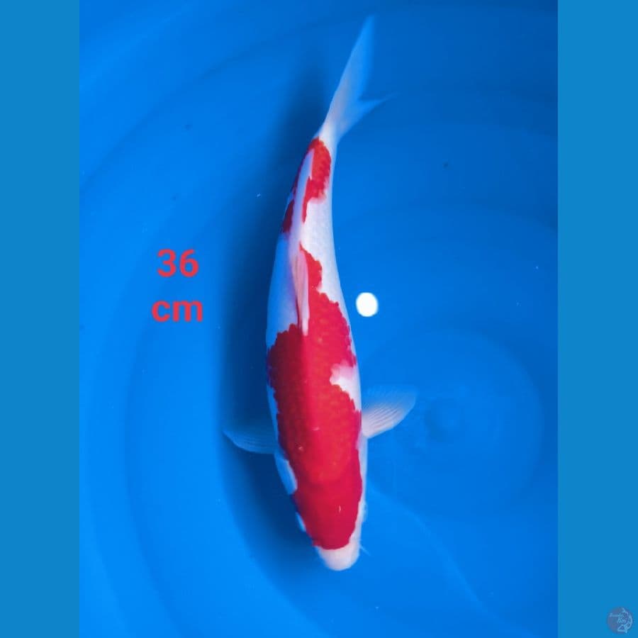 kohakhu male strong 36 cm