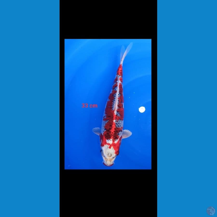 Red kojaku 33 cm