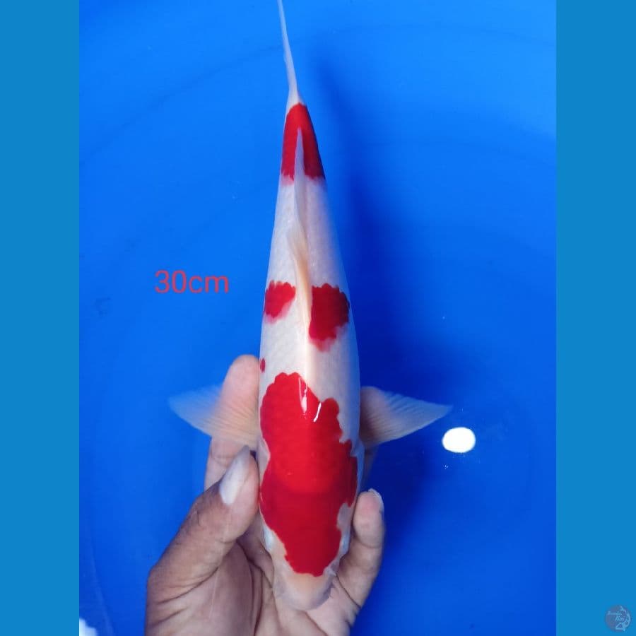 kohakhu male strong 30 cm