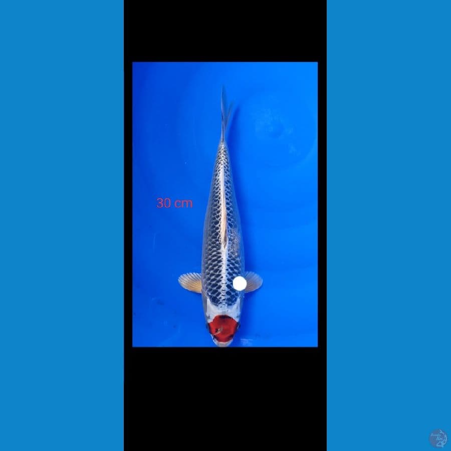 Tanco kojaku 30 cm