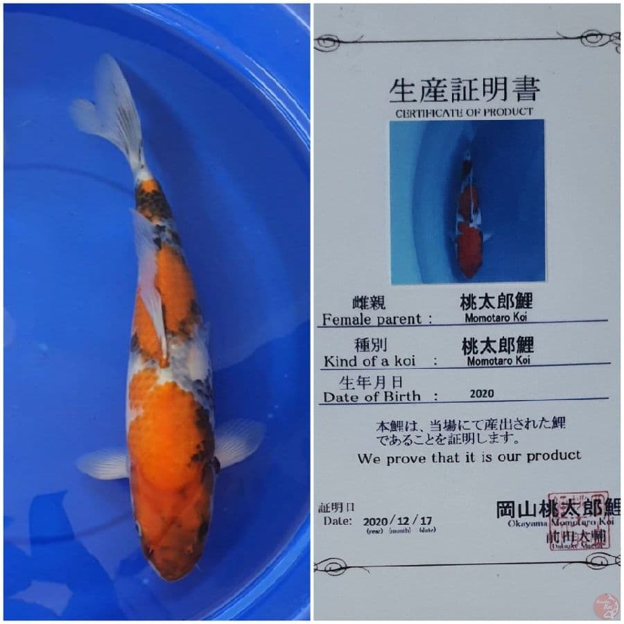 Showa import 45Cm
