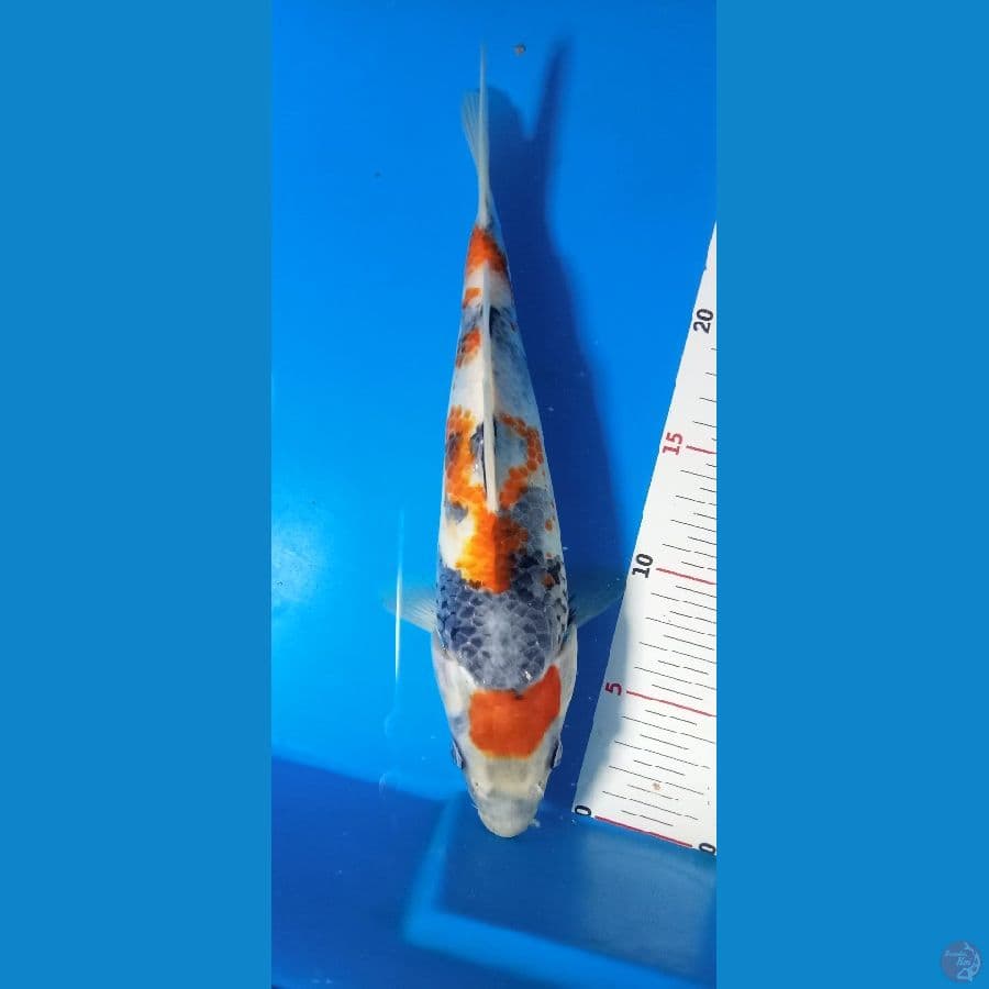 Showa tategoi male 27cm