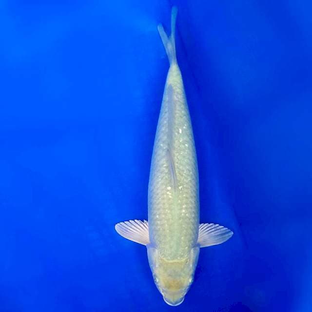 Soragoi/34cm