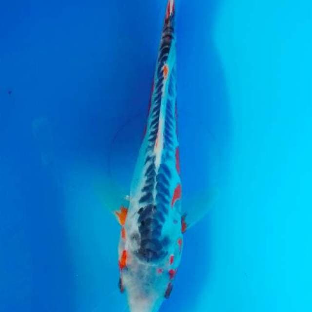 Sushi 25 cm