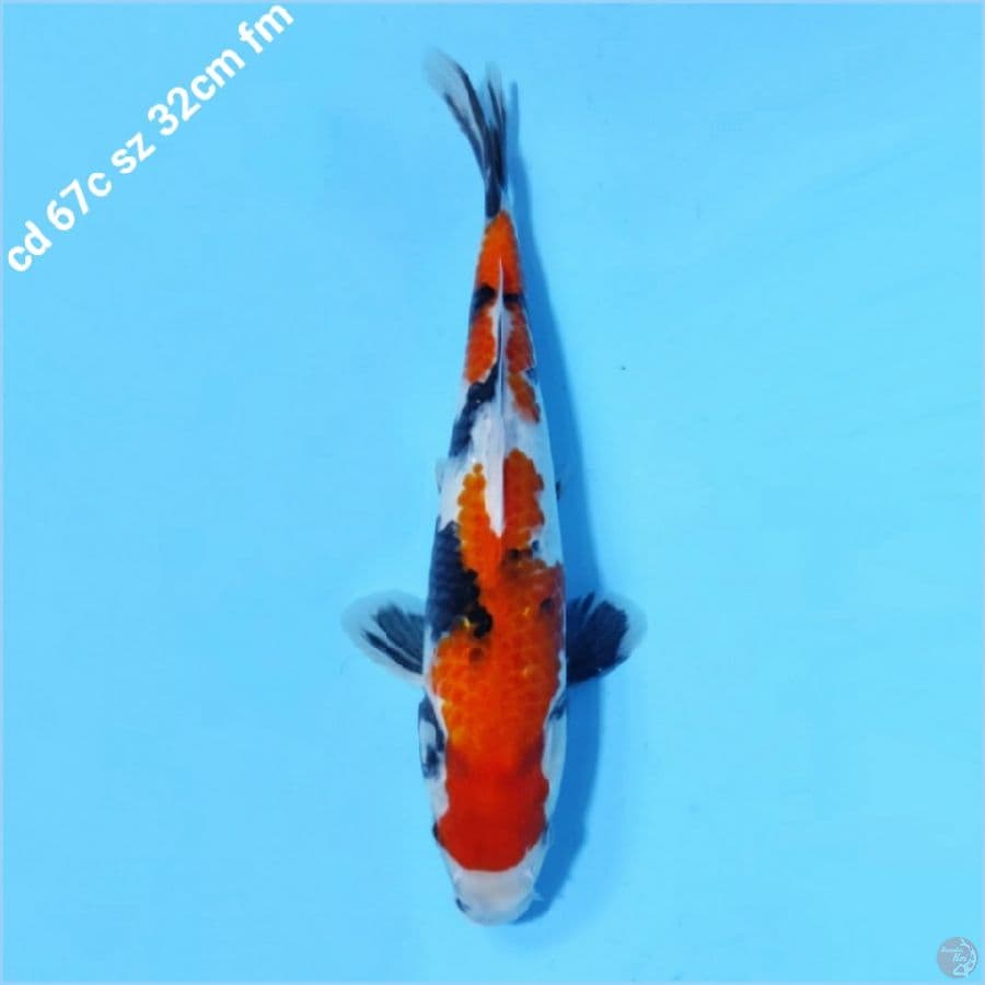showa sanshoku prospek jumbo