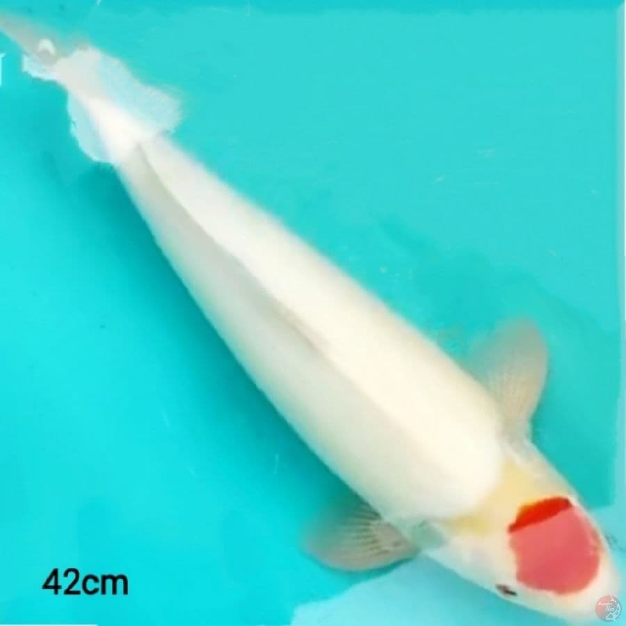 f1 TANCHO KOHAKU Original