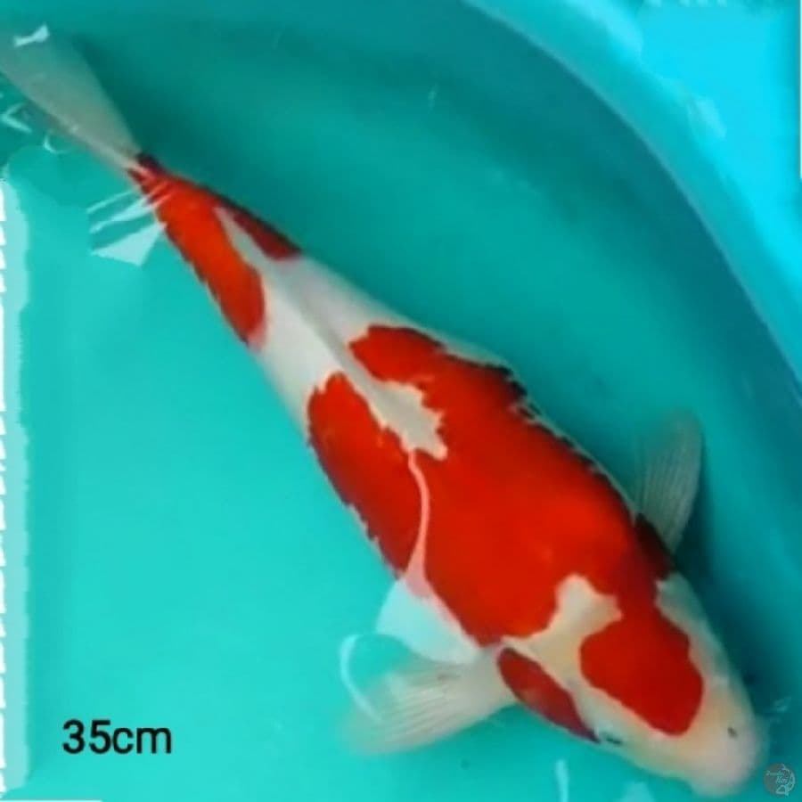 f1 MARUTEN KOHAKU