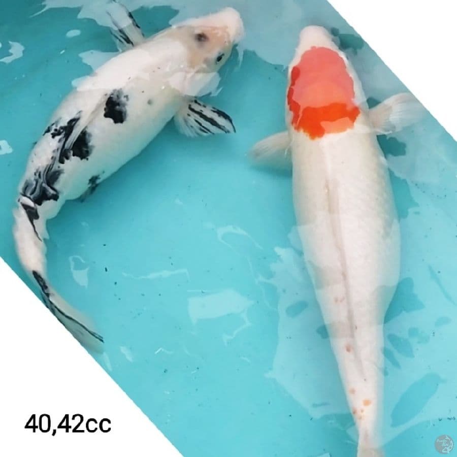 f1 KOHAKU, BEKKO