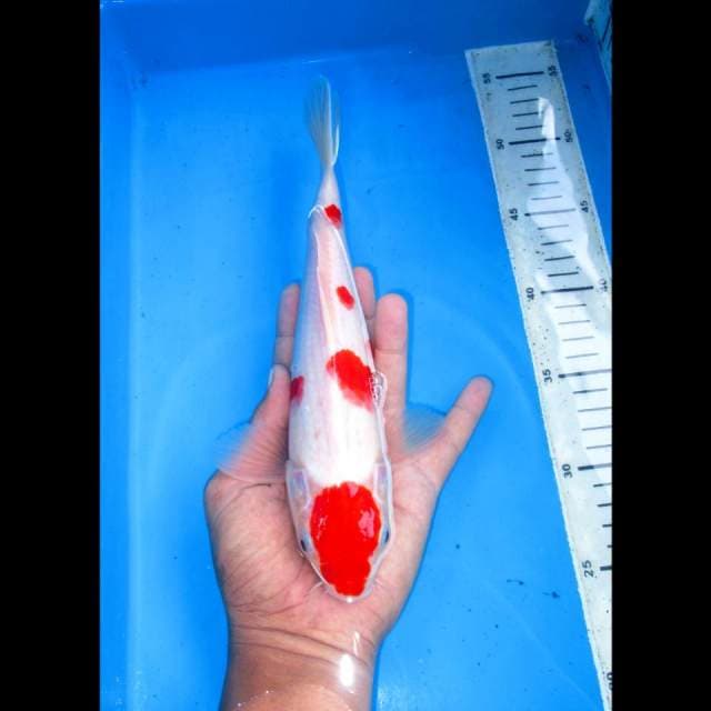 Maruten kohaku 27cm