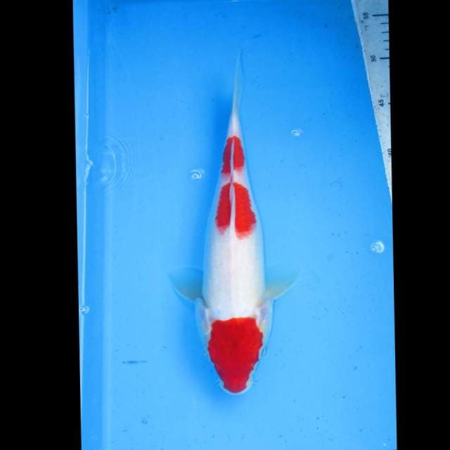 Maruten kohaku 28cm