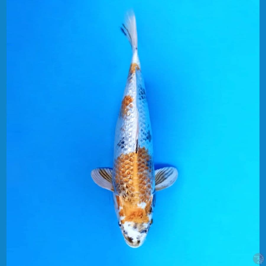 2.KIN SHOWA 33 cm/female