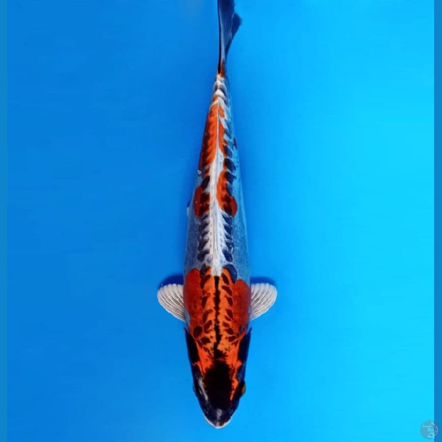 3.KIKOKURYU 32 cm/female
