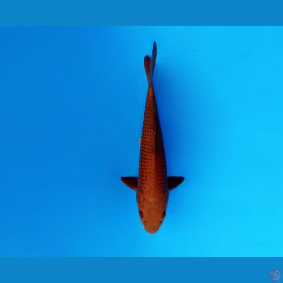 7.CHAGOI 31 cm/female