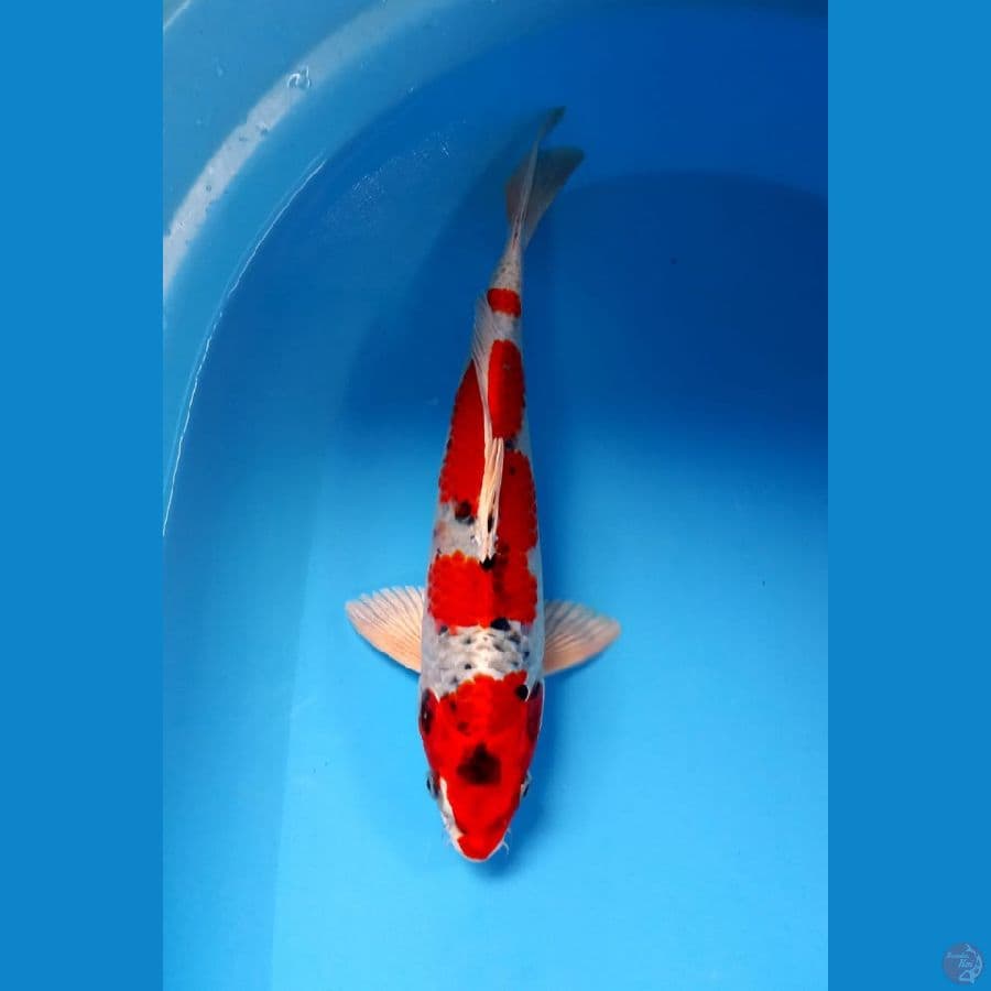 kujaku 32cm