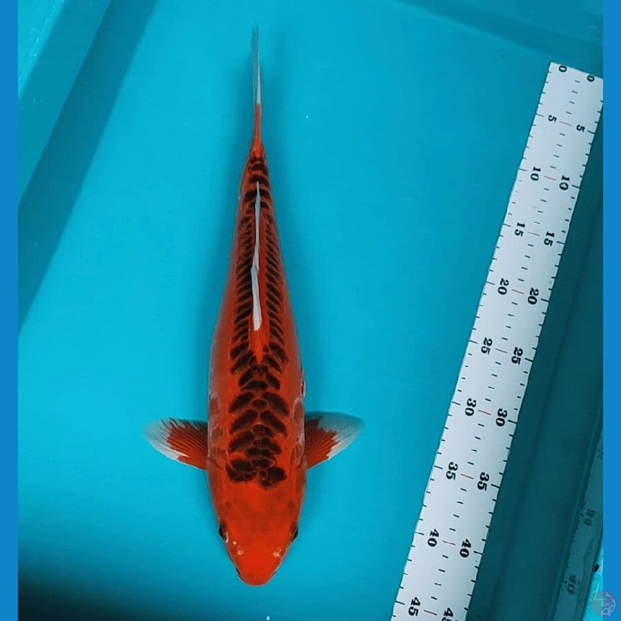 hi shushui strong 40cm male