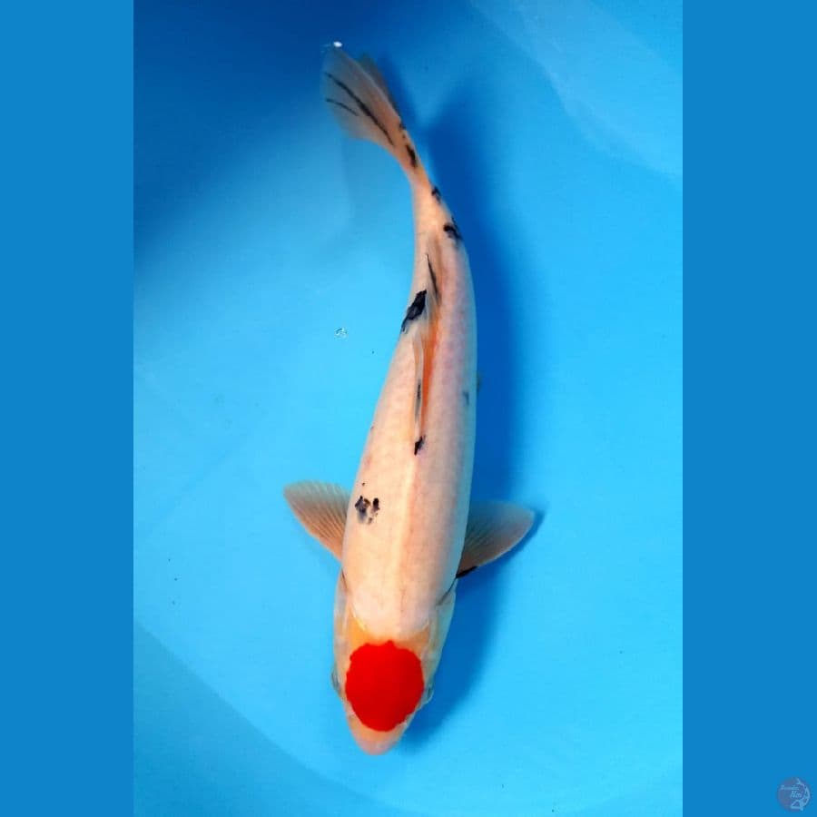 tanco sanke 35cm