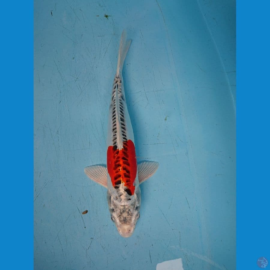 DOITSU KUJAKU 33 cm