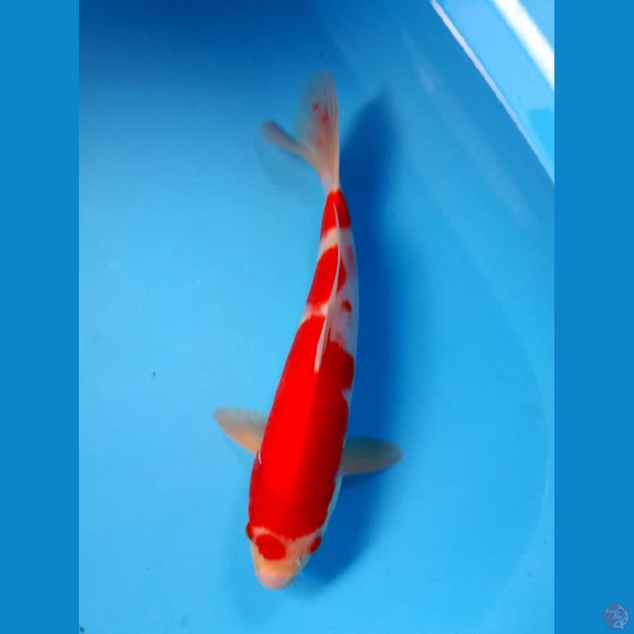 kohaku 33cm