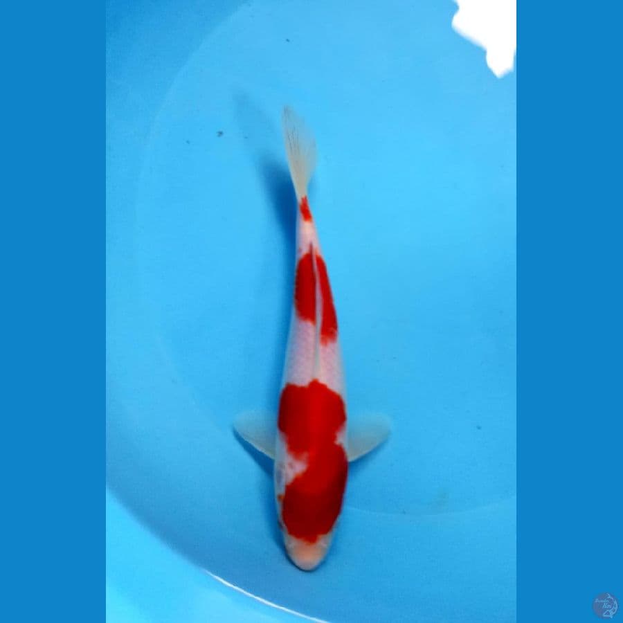 kohaku 24cm