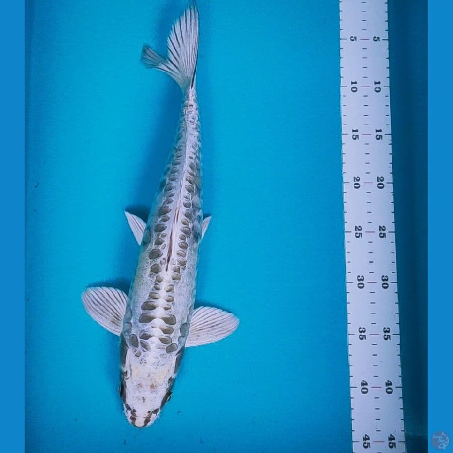 kawarimono 41cm male