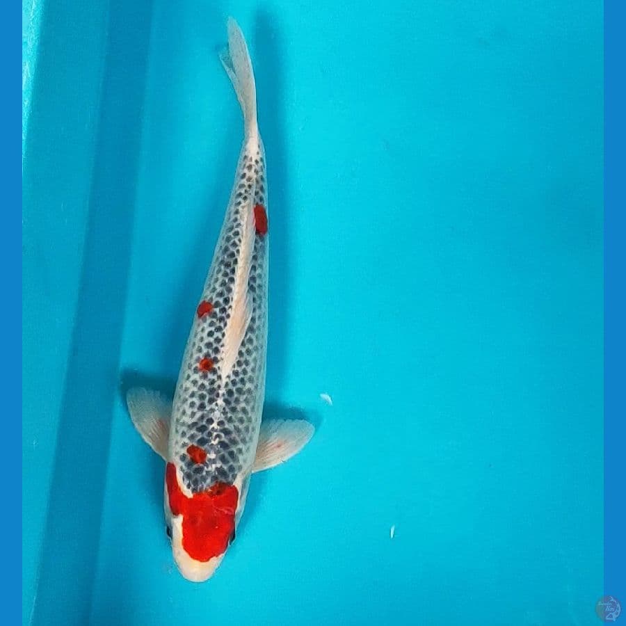 goshiki strong 32cm male