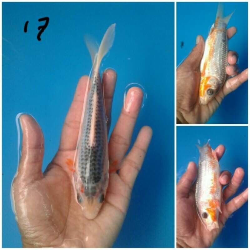 asagi 17cm