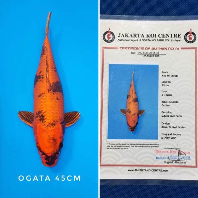 kin-ki utsuri import sertifikat