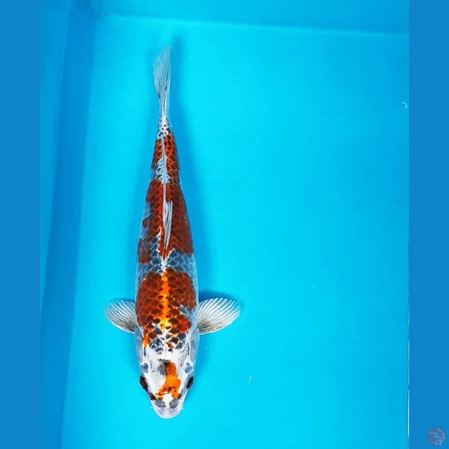 beni ginga 34cm male