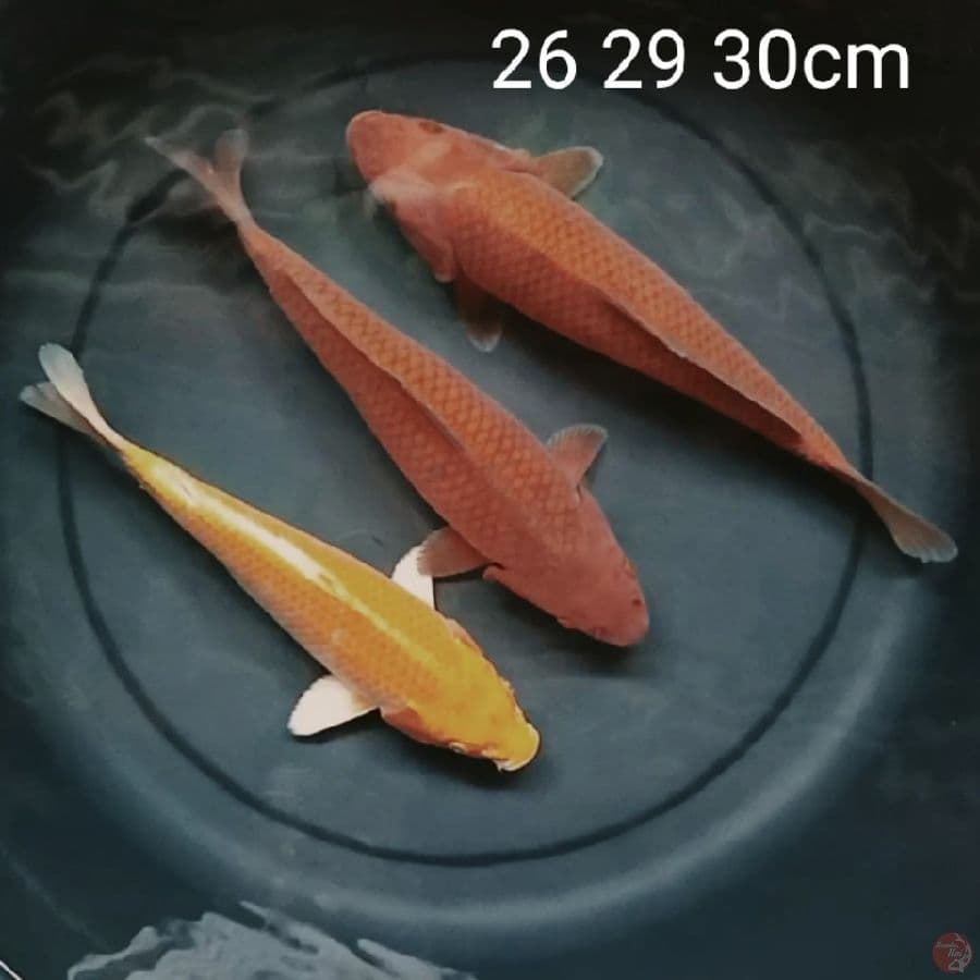 tembaga & yamabuki ogon