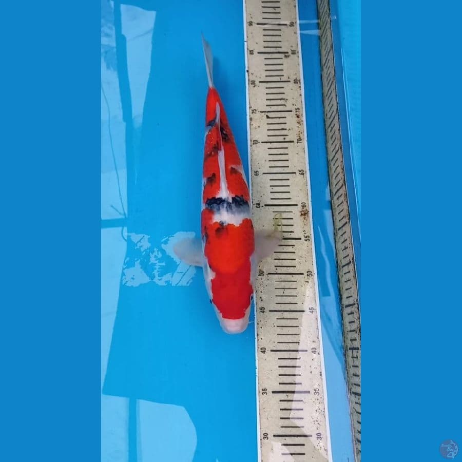 Sakai sanke 46cm male