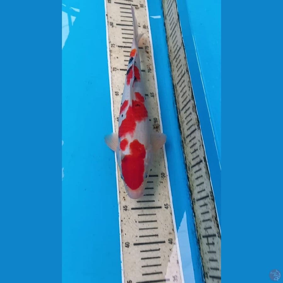 Sanke 33cm male