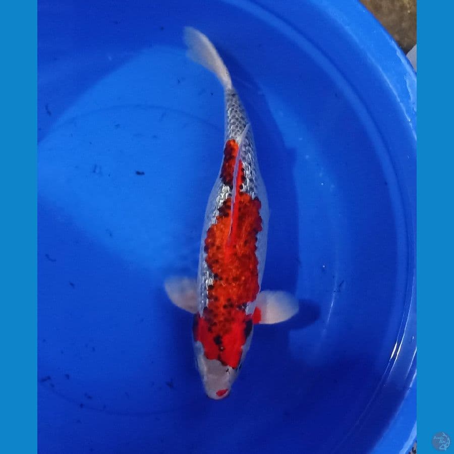 ghosiki ginrin 50bu