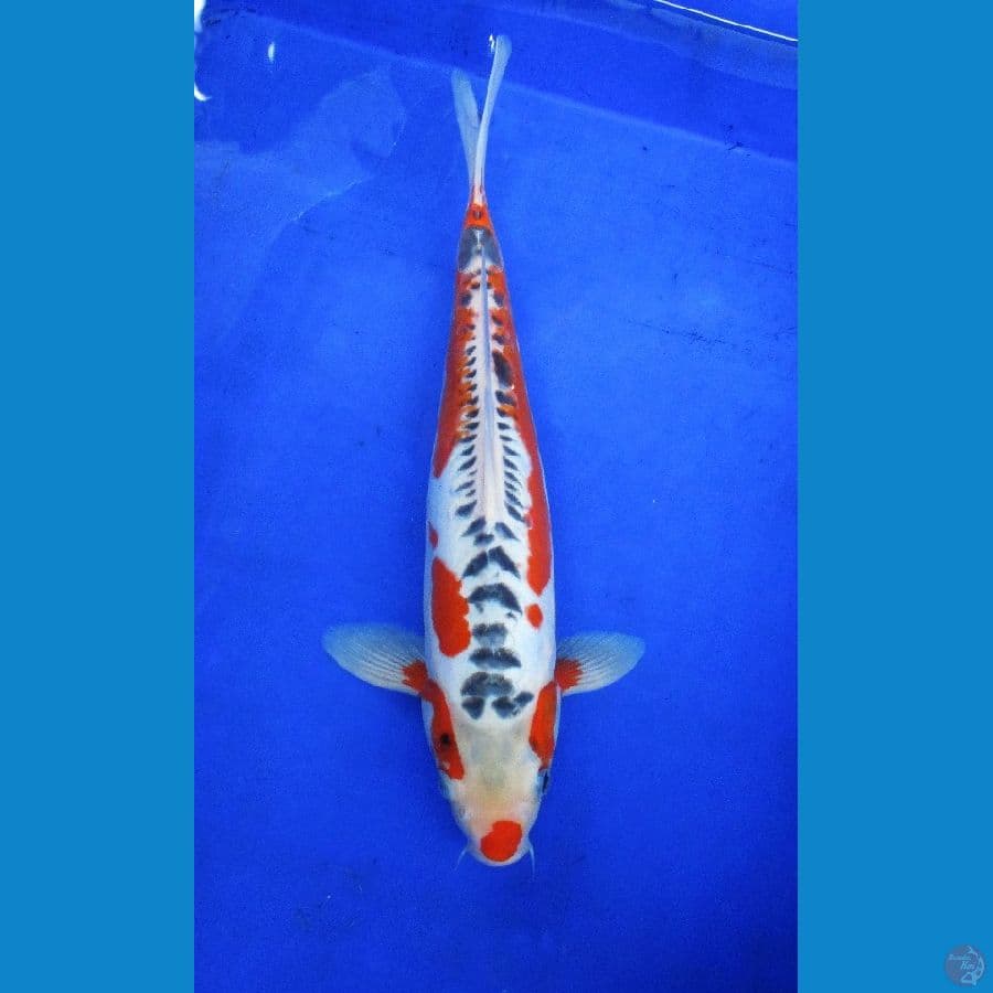 hnaa shusui ±37cm