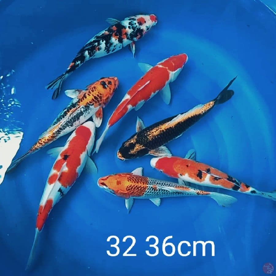 paket mix jos 7 ekor