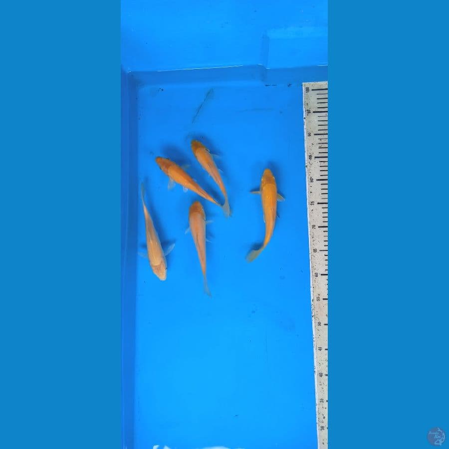 paket 5 ekor karasi 19-21 cm