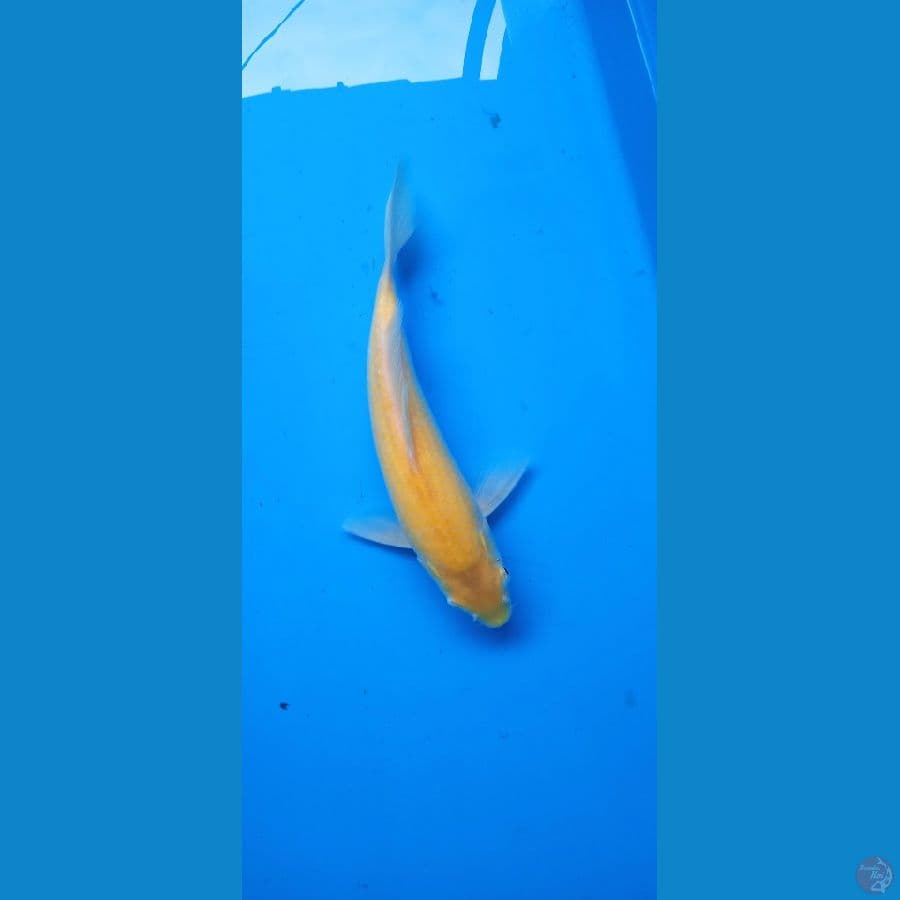 karasi mata merah 25 cm