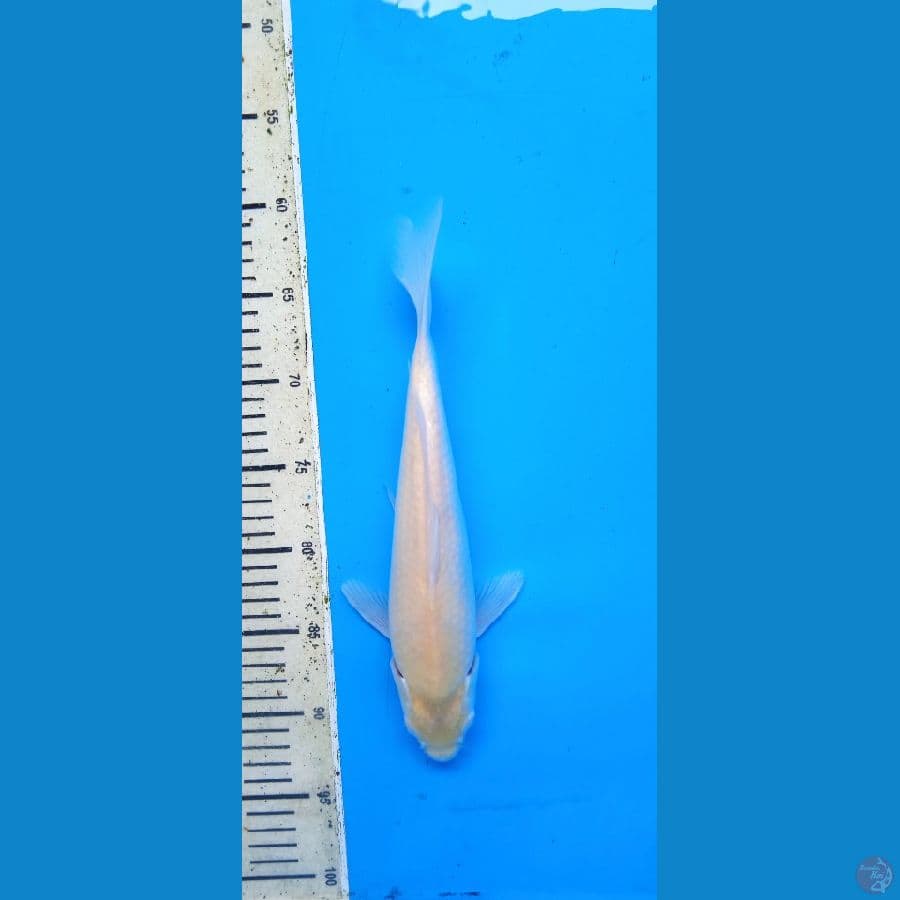 karasi mata merah 31 cm