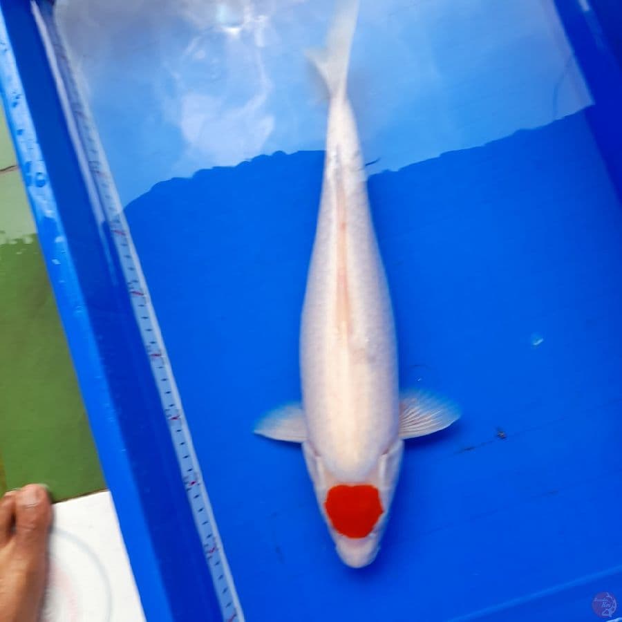 tancho 40Cm