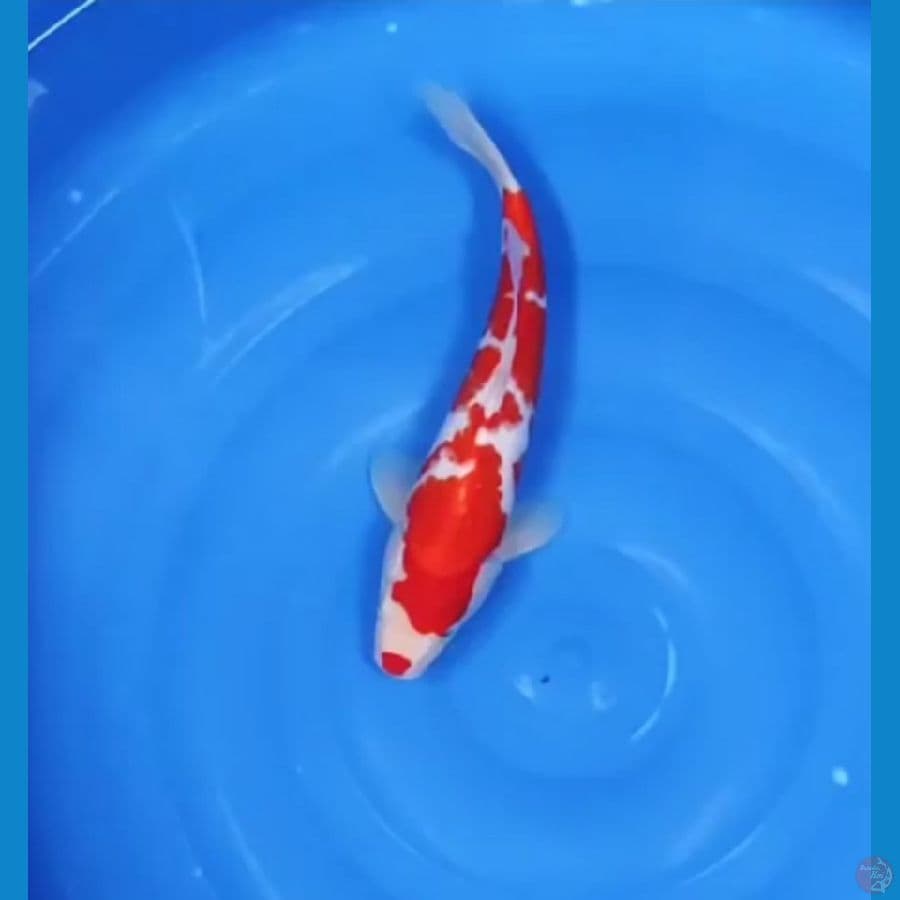 SAKURA KOHAKU 33 CM